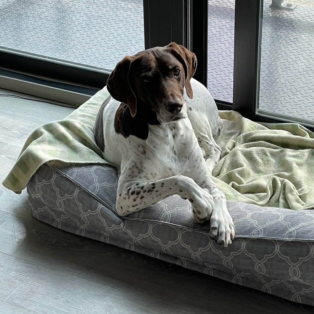 Meet your Posher, Morgan